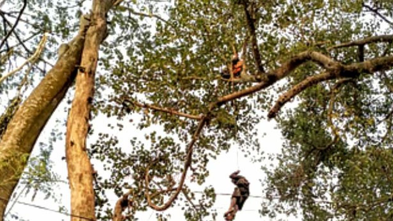 বটগাছ বসে ছিলেন যুবক, উদ্ধার করল ফায়ার সার্ভিস