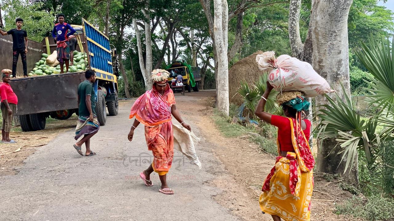 শ্রমের ঘামে ভেজা মুখ: তরমুজের ভারে নারীত্বের জয়গান