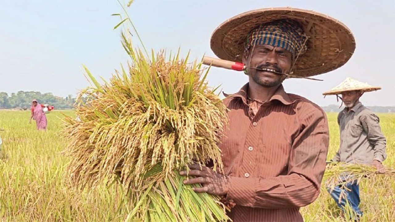 সোনালি ধানে কালো ছায়া, লোকসানের আশঙ্কায় কৃষক
