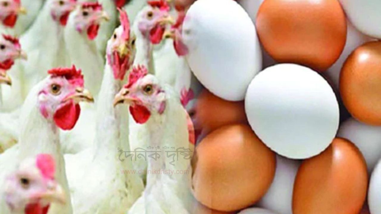 মুরগি মারা যাচ্ছে, উৎপাদন কমছে, নষ্ট হচ্ছে ডিম