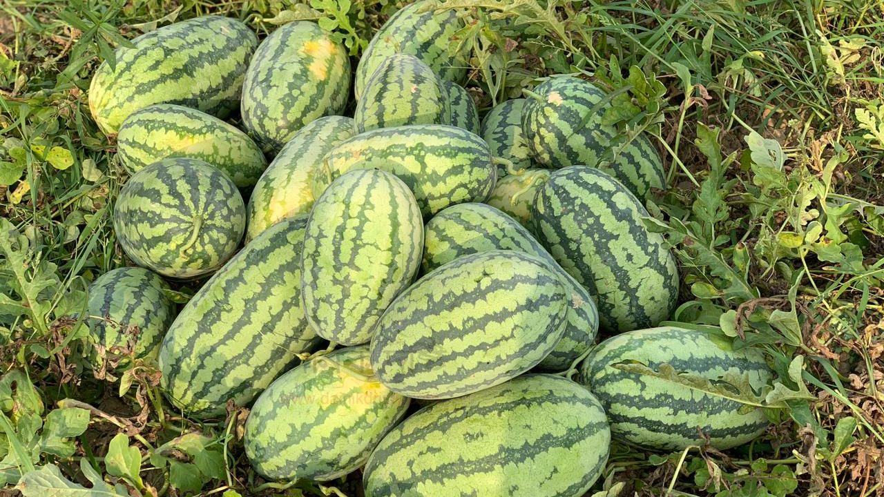 তরমুজ চাষে বিপর্যয়: লক্ষ্যমাত্রা অর্জনে বড় শঙ্কা 