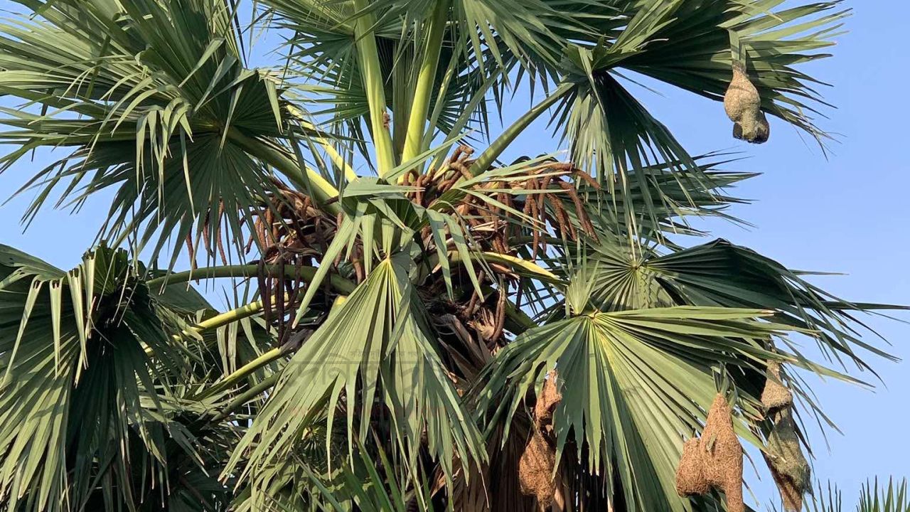 প্রকৃতি থেকে হারিয়ে যাচ্ছে শৈল্পিক কারিগর বাবুই পাখি