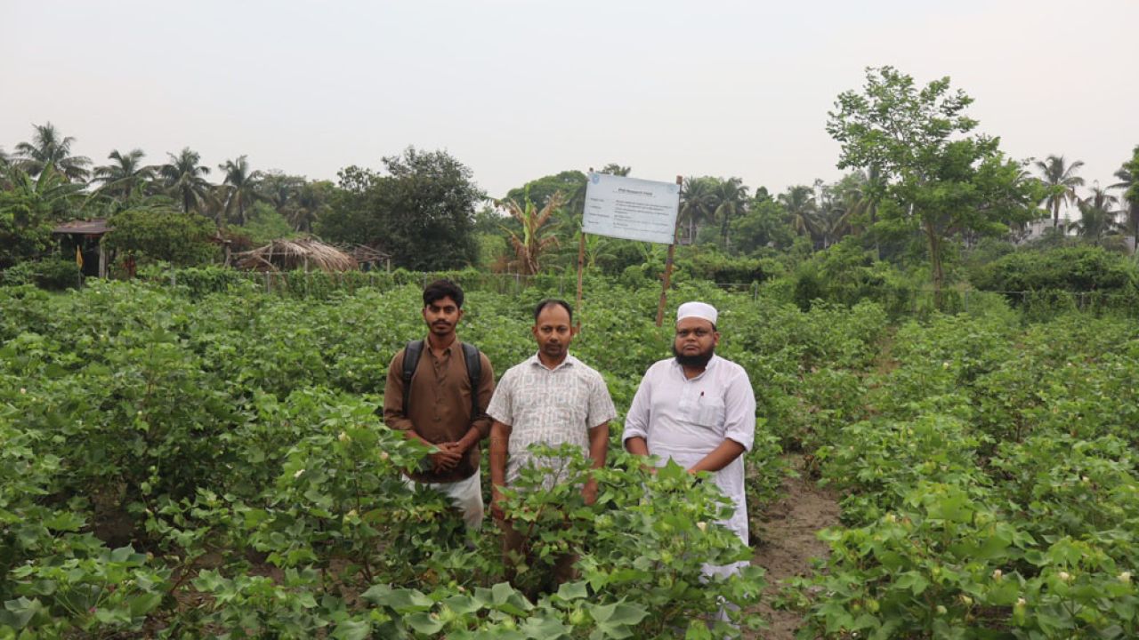লবণাক্ত মাটিতে তুলার সফল চাষ